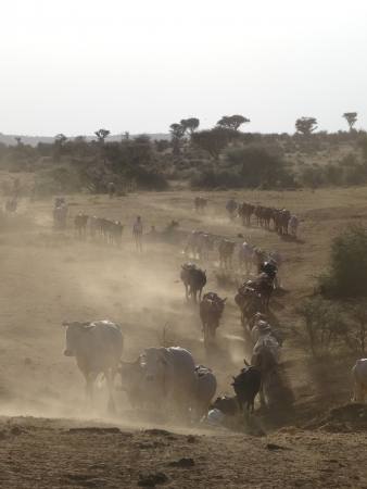 Getting Closer. Annhrungen an den Klimawandel in Ostafrika